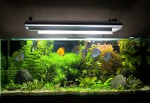 Правильно выбираем аквариум для рыбок: как задекорировать аквариум