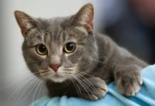 Вакцинация кошек: зачем она нужна