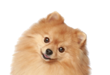 Когда требуется удаление зубов животным?