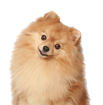 Когда требуется удаление зубов животным?