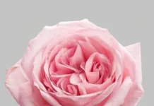 Как правильно выбрать пионовые розы в подарок: сорта, цвета и композиции